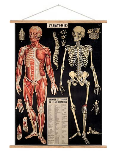 Vintage Anatomie Poster